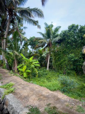Hindistan 'ın Kerala eyaletindeki Alappuzha durgun sularında tekne gezisinden görüntüler. Doğunun Venedik 'i olarak bilinir..