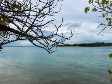Tamil Nadu 'nun güneyindeki Pamban Adası' nın güneyindeki Mannar Körfezi 'nde bulunan Krusadai Adası boyunca uzanan sahil. Önplan ağaç dalına seçmeli odaklan