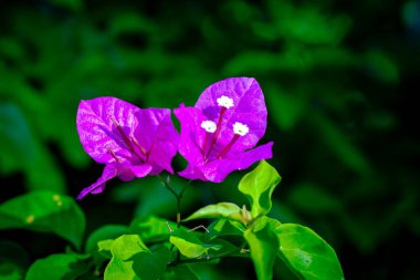 Bangalore Karnataka, Hindistan yakınlarında pembe renkli Bougainvillea çiçekleri.