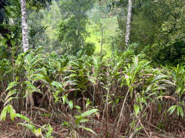 Munnar, Idukki Bölgesi yakınlarındaki Muthirapuzha Nehri yakınlarındaki bitki ve baharat tarlaları..