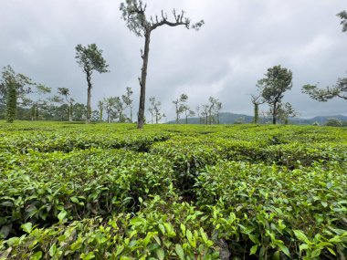 Poopara Fotoğraf ve Bakış Alanı 'ndan çay tarlasının manzarası, Kerala