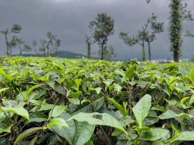 Poopara Fotoğraf ve Bakış Alanı 'ndan çay tarlasının manzarası, Kerala