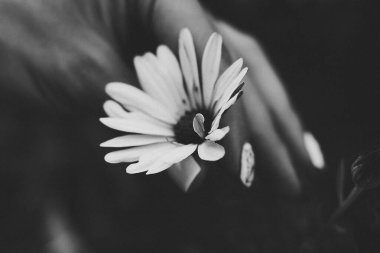 Genç bir kızın elinde zarif temalı çiçek manikürlü beyaz bir papatya çiçeği. Doğa canlanması ve güzellik konsepti. Tek renkli fotoğrafçılık, seçici odaklı yakın plan.