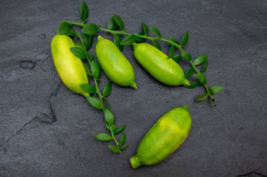 Ripe yellow oblong citrus fruits with green sprigs on the black slate slab, close-up. Australian finger lime plant indoor growing. Microcitrus australasica, Faustrimedin clipart