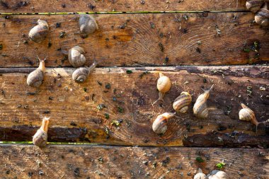 Yenilebilir salyangoz çiftliği, büyüyen yumuşakçalar, tahta tahtada sürünen salyangozlar, yakın plan. Helix Aspersa Muller, Maxima Salyangoz