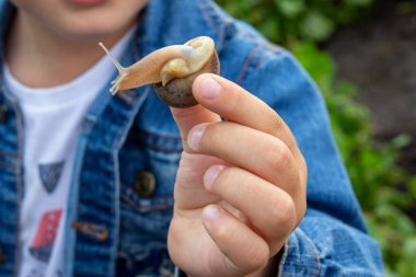Çocuk elinde bir salyangoz tutuyor, yakın plan. Yenilebilir salyangoz çiftliği, yumuşakçalar. Helix Aspersa Muller, Maxima Salyangoz