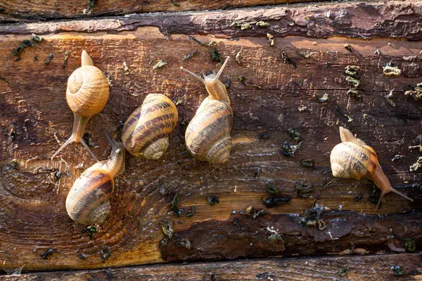 stock image Edible snail farm, growing mollusks, snails crawling on wooden board, close-up. Helix Aspersa Muller, Maxima Snail