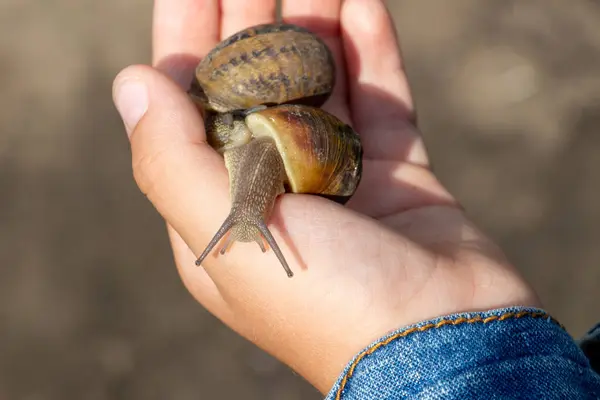 stock image The boy is holding a snail in his hand, close-up. Edible snail farm, growing mollusks. Helix Aspersa Muller, Maxima Snail