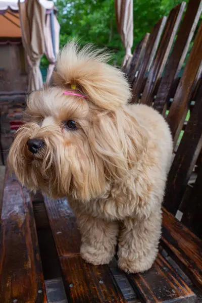 stock image A Maltipoo breed dog sitting on a chair asking for some food. Close-up