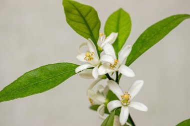 Yurtiçi narenciye bitkisinin çiçek açması, yakın plan. Bir dal üzerinde salata yapraklarıyla narin beyaz çiçek demetleri. Satsuma Hashimoto, Citrus unshiu. Kapalı alanda narenciye ağacı yetişiyor