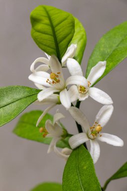 The first white flowers of a domestic citrus plant. Tangerine branch with inflorescences, Close-up. Satsuma Hashimoto, Citrus unshiu. Indoor citrus tree growing clipart