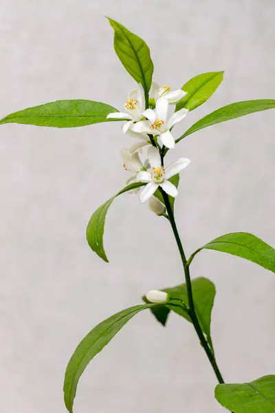 stock image The first white flowers of a domestic citrus plant. Tangerine branch with inflorescences, Close-up. Satsuma Hashimoto, Citrus unshiu. Indoor citrus tree growing