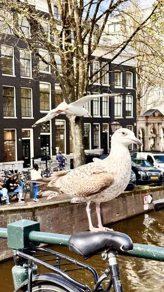 城市里的海鸥河川附近的飞鸟 阿姆斯特丹的大自然漂亮的明信片 — 图库照片