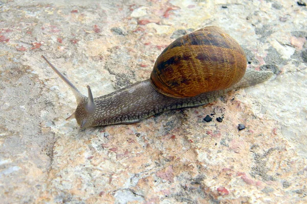 花岗岩表面上的褐蜗牛特写 2010年 — 图库照片