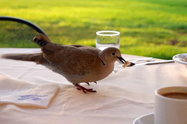 Wild Street Pigeon Picking Bread Crumbs Table Open Air Restaurant — Stock Photo, Image