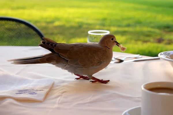 Wild Street Pigeon Picking Bread Crumbs Table Open Air Restaurant — Stock Photo, Image