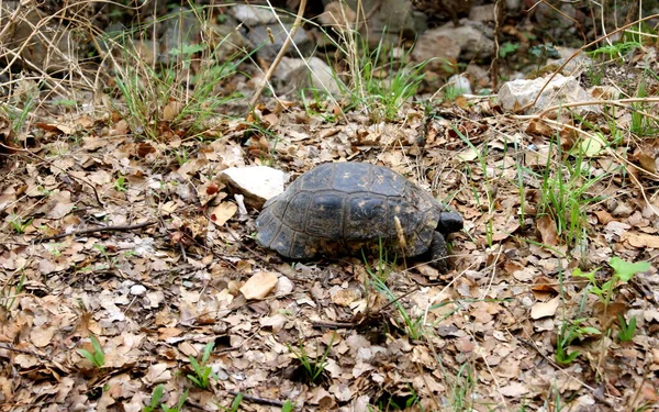 Żółw Grecki Alias Testudo Graeca Czołgający Się Ziemi Pokryty Suchymi — Zdjęcie stockowe