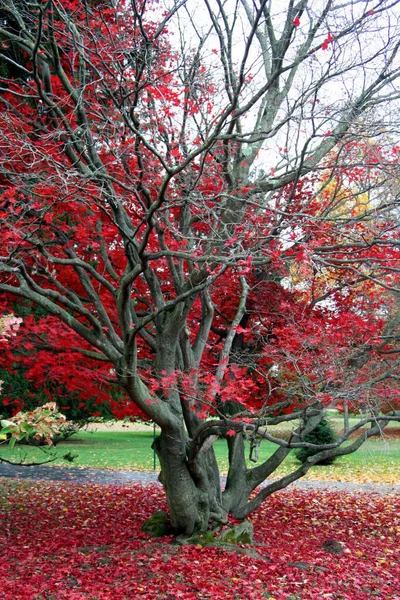 Árvore Bordo Vermelha Paisagem Outono Crescendo Fora Uma Cama Folhas — Fotografia de Stock