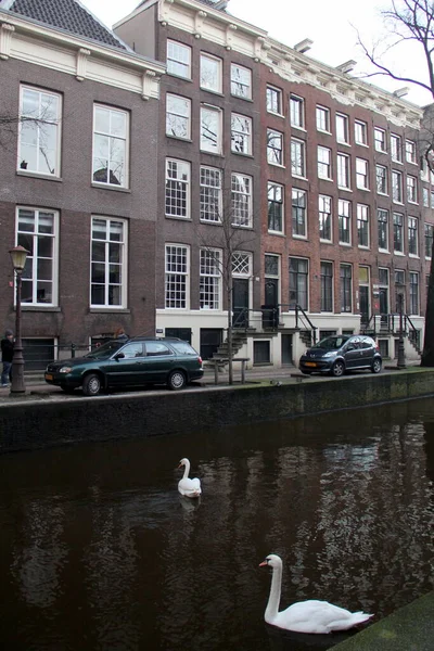 Білі Лебеді Каналі Вид Безсніжний Похмурий Зимовий День Амстердам Нідерланди — стокове фото