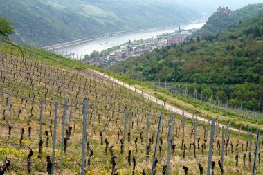 Hillside vineyards slopping toward the Rhine River, the town of Oberwesel and riverbend in the background below, Germany - May 5, 2022 clipart