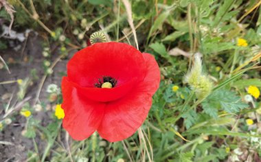 Kıpkırmızı gelincik çiçeği, bulanık yeşil çimenli arka planda