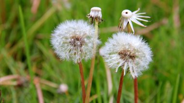 Bulanık yeşil arka planda karahindibalar, doğu Slovakya - 24 Mayıs 2025