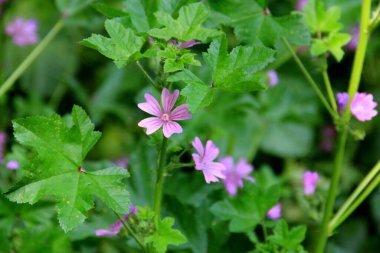 Yeşil yaprakların bulanık arka planında, Malva cinsi, yabani pembe mallow çiçekleri.