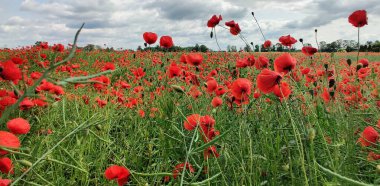 Wroclaw, Lower Silesia, Polonya 'nın güneyinde, bulutlu bir gökyüzü altında geniş bir tarlayı kaplayan canlı kırmızı gelincik çiçekleri - 5 Haziran 2025