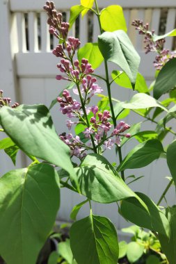 Leylak çiçekleri, şırınga kabakulakları, canlı yeşil yaprakların arasında çiçek açarlar.
