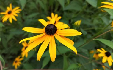 Siyah gözlü Susan yeşil yaprakların bulanık arka planında sarı çiçekler