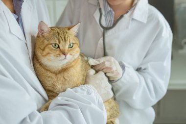 Sevimli bir kedi, bir veteriner kliniğinin samimi ortamında, yetenekli bir veteriner tarafından dikkatlice kontrol edilip, dikkatle kontrol ediliyor.