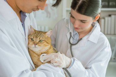 Sevimli bir kedi, bir veteriner kliniğinin samimi ortamında, yetenekli bir veteriner tarafından dikkatlice kontrol edilip, dikkatle kontrol ediliyor.