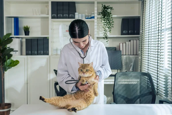 Una Experta Veterinaria Asiática Examina Meticulosamente Gato Encantador Con Estetoscopio — Foto de Stock