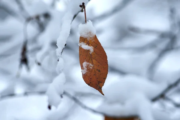 Fotografie Hnědého Listu Pokrytého Sněhem Listopadu — Stock fotografie