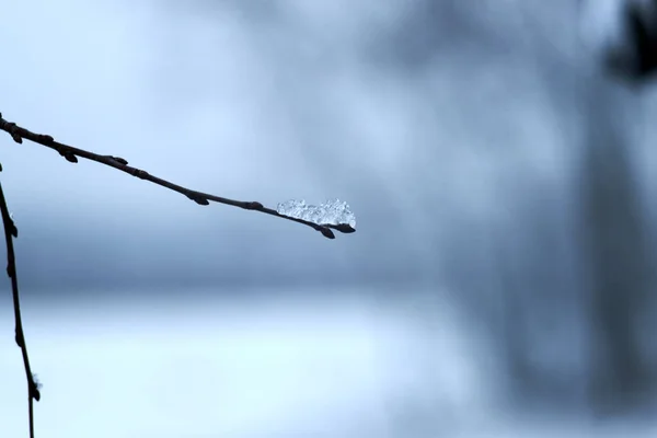 枝先の氷の平和 背景のぼやけ — ストック写真