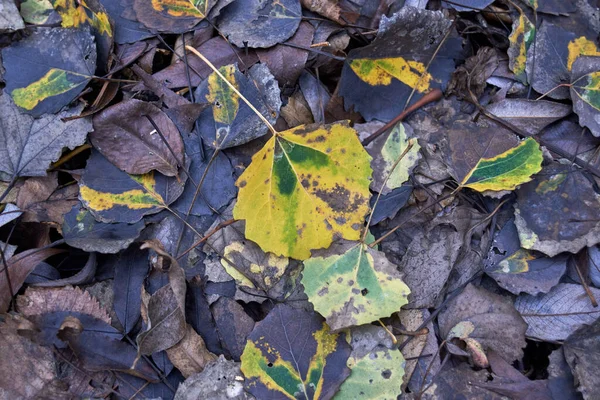 stock image Fallen aspen leaves on the ground. Natural background