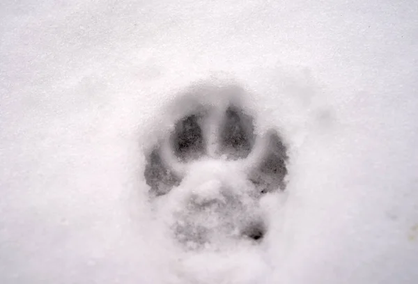Hondenpootafdruk Verse Sneeuw — Stockfoto