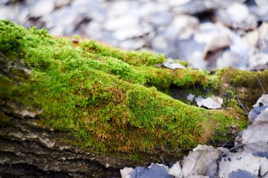 Fresh green moss at the foot of the aspen