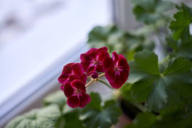 Beautiful blooming red pelargonium on the windowsill.