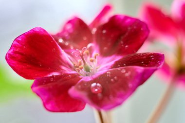 Home red geranium on blurred background with drops of water. Macro.