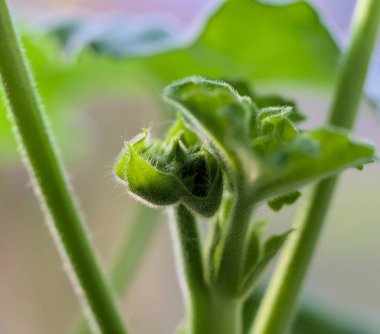 Young geranium leaves selective focus