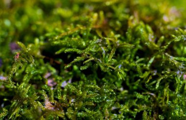 Parlak yeşil yosun makro pozu