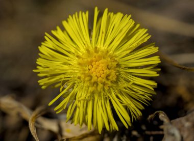 closeup image of yellow spring flower like a sun.
