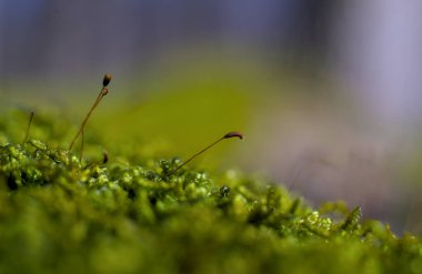 Forest green moss in March