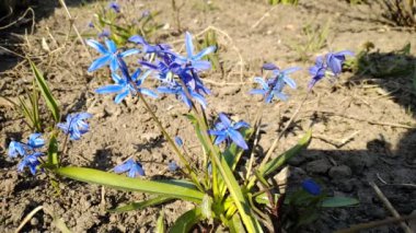 Mavi kardamlaları açıyor