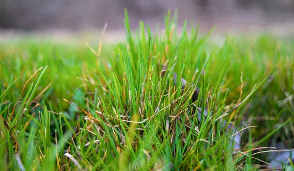 Изображение Молодой Зеленой Травы Природный Фон — стоковое фото