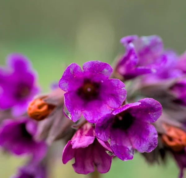 Foto Fiori Artemisia Viola Vicino — Foto Stock