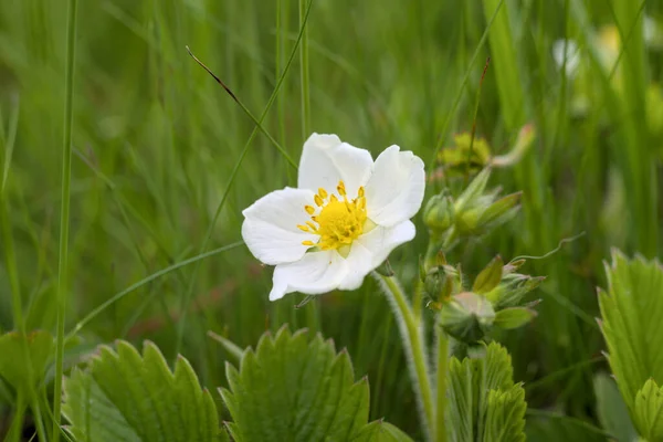 Zdjęcie Dzikiego Kwiatu Truskawek Naturalne Tło — Zdjęcie stockowe