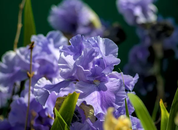 Iris Germanica Barbuto Blu Fiorisce Nel Giardino Giugno — Foto Stock