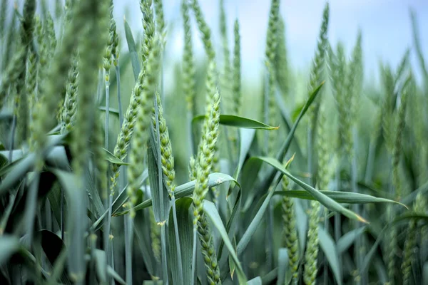 Зеленые Колоски Пшеницы Поле Естественный Фон — стоковое фото